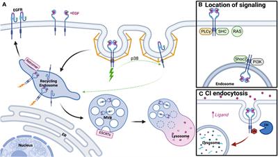 EGFR trafficking: effect of dimerization, dynamics, and mutation